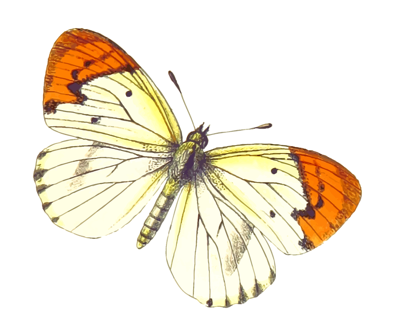Animal Butterflies Butterfly