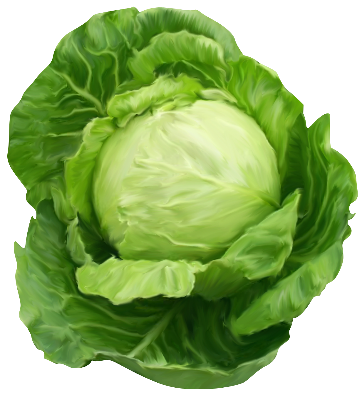 Cabbage HD