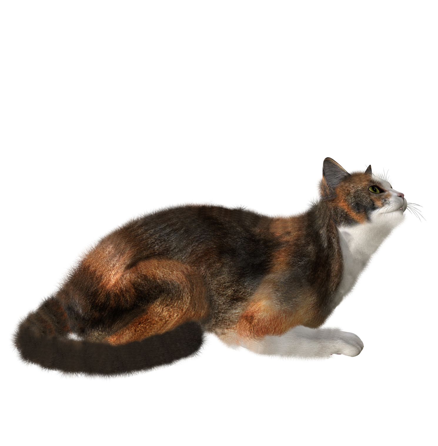Cats Illustration Png Picpng