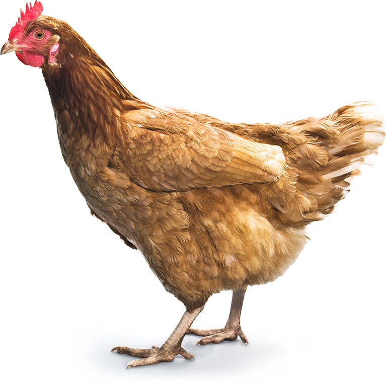 Featured image of post Hen Images Hd Png / 32+ durga png images for your graphic design, presentations, web design and other projects.