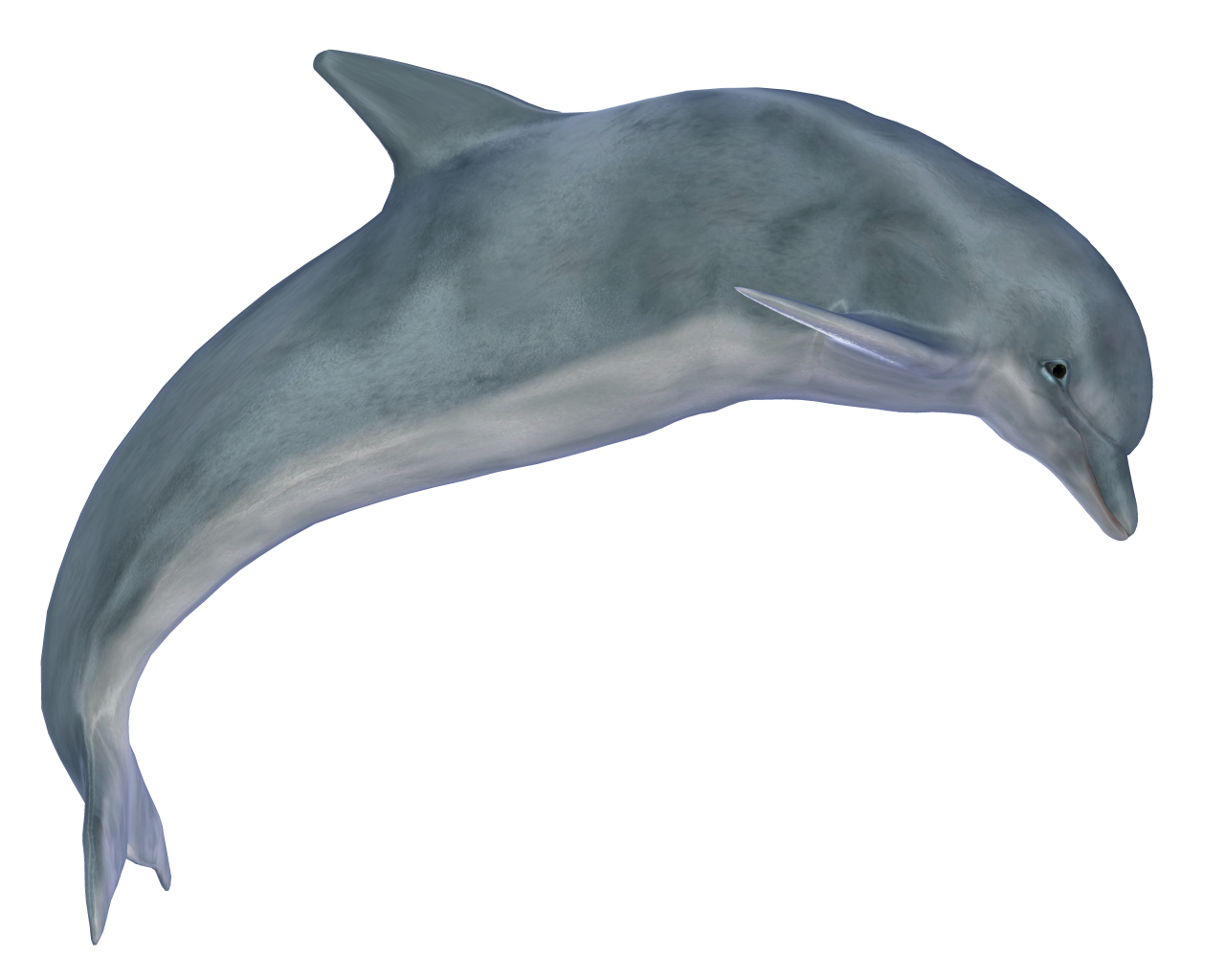 Shape Dolphin Png Picpng