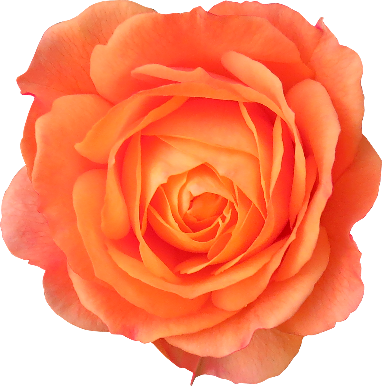 Flower Orange Rose Orange Flower Png Picpng