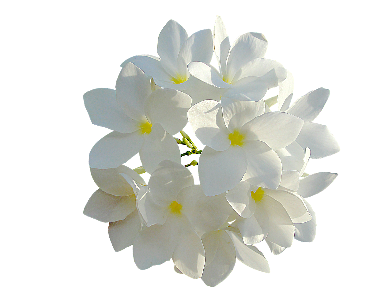 White Flowers Bouquet Of Flowers PNG | Picpng