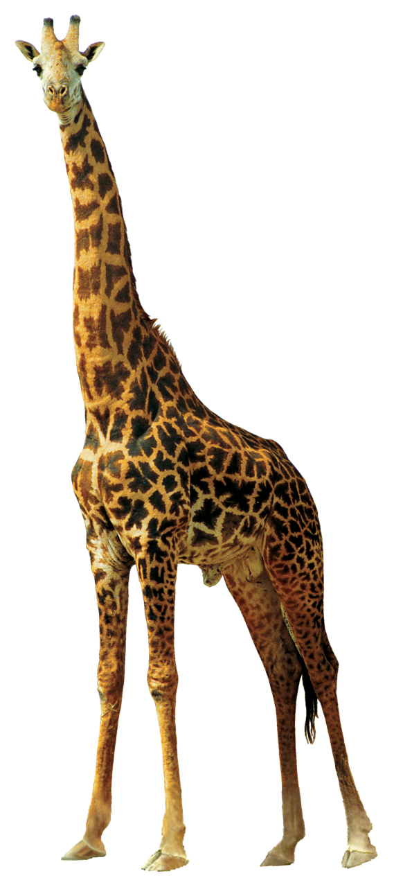 Giraffe Animals Nature Africa PNG | Picpng
