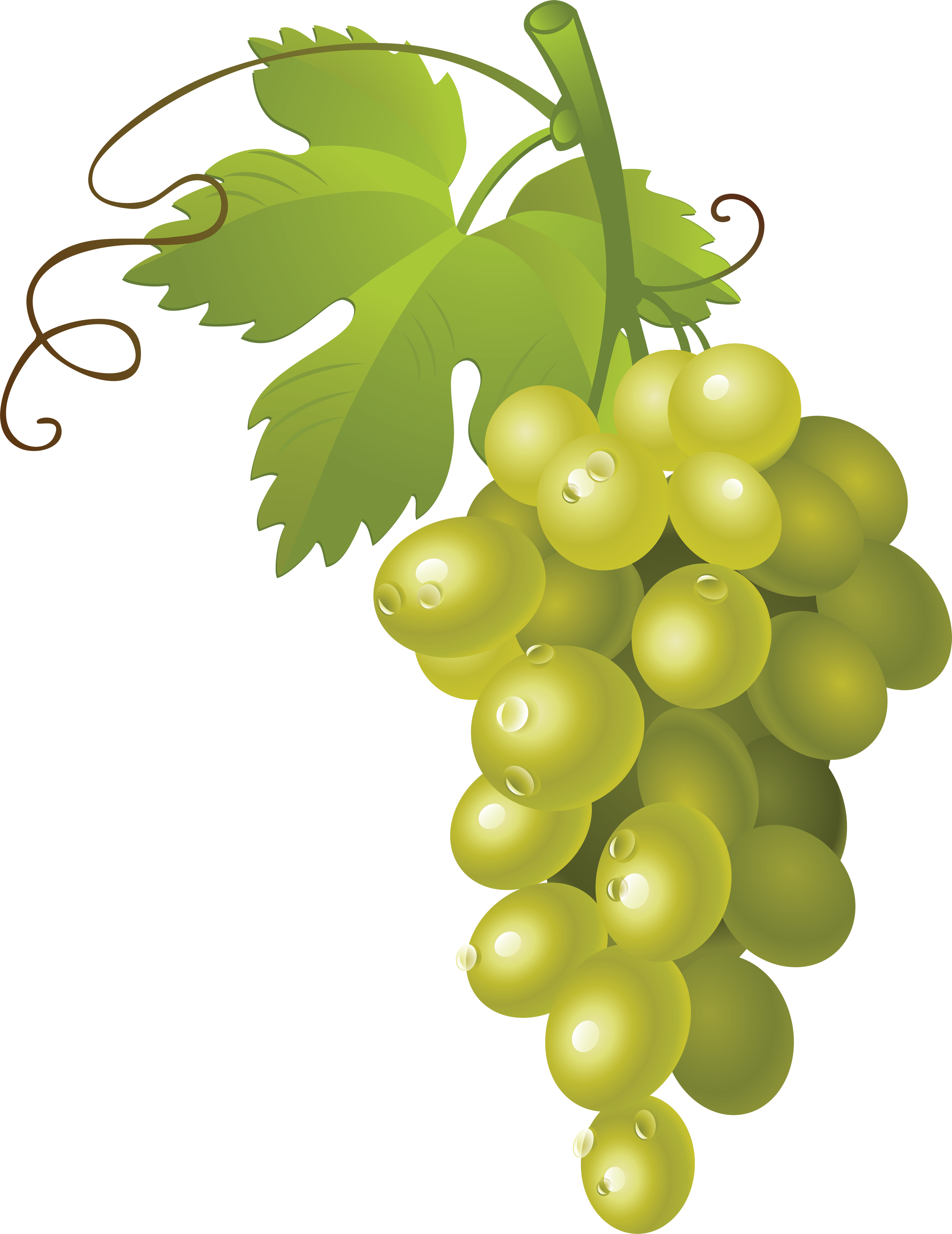 Grape Clipart PNG Picpng