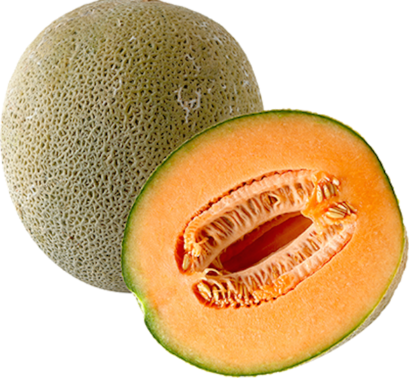 Melon illustration