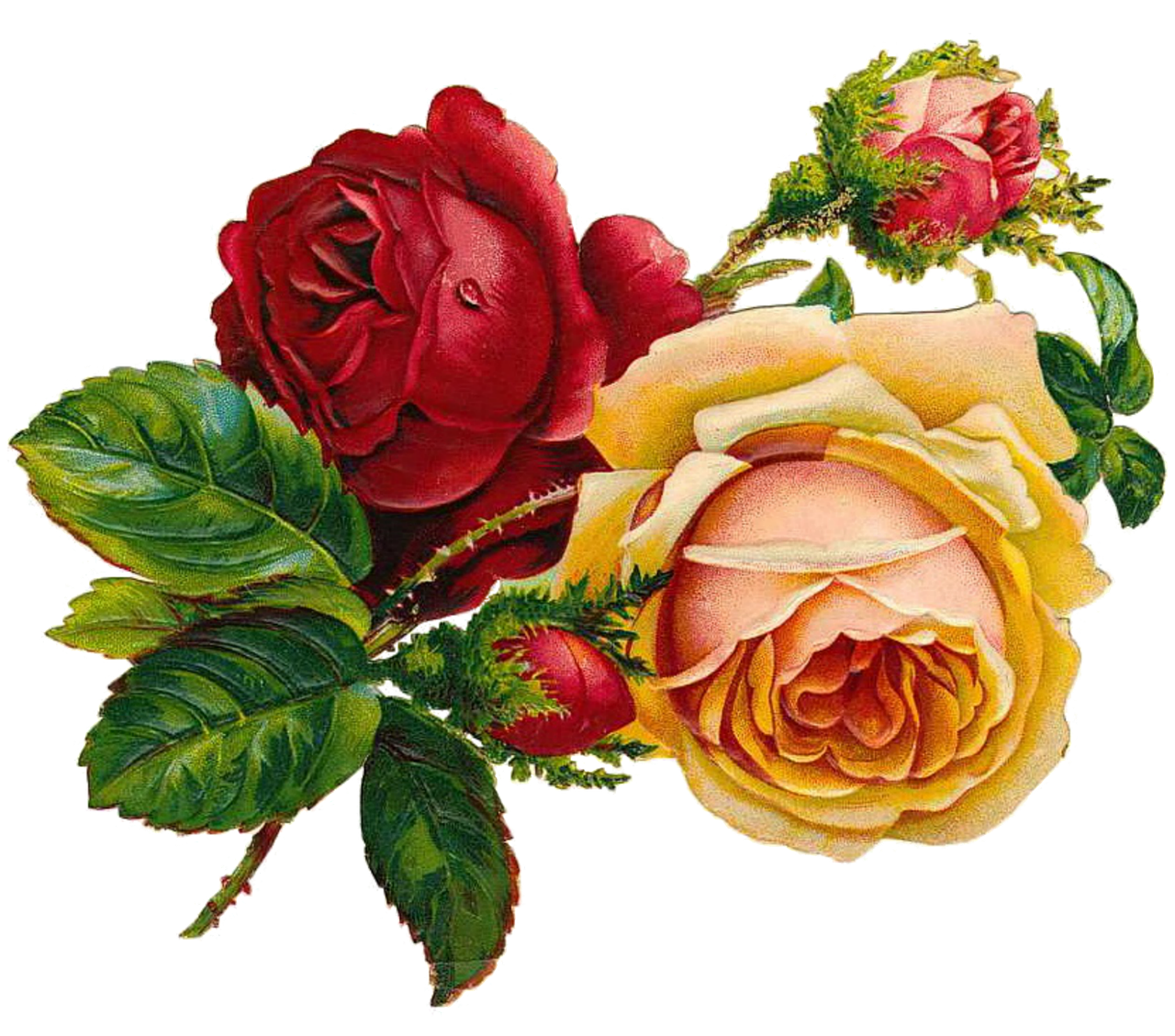 Roses Vintage Flowers Png Picpng