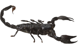Scorpions Picture PNG | Picpng