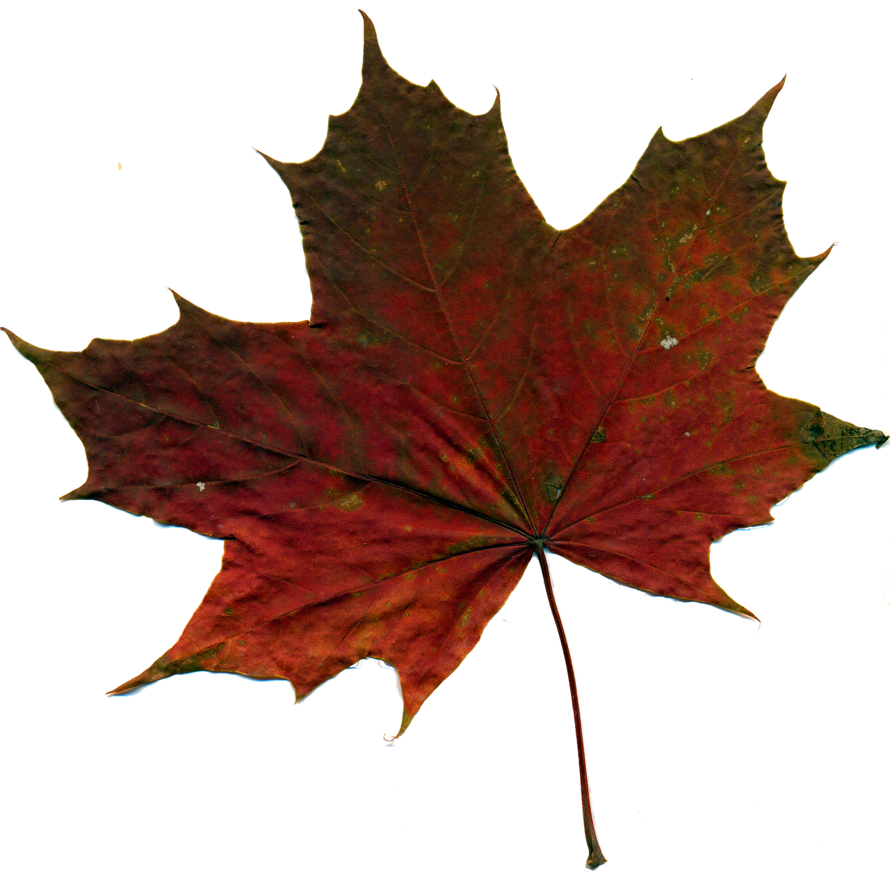 Sheet Autumn Leaf Red Leaves PNG | Picpng