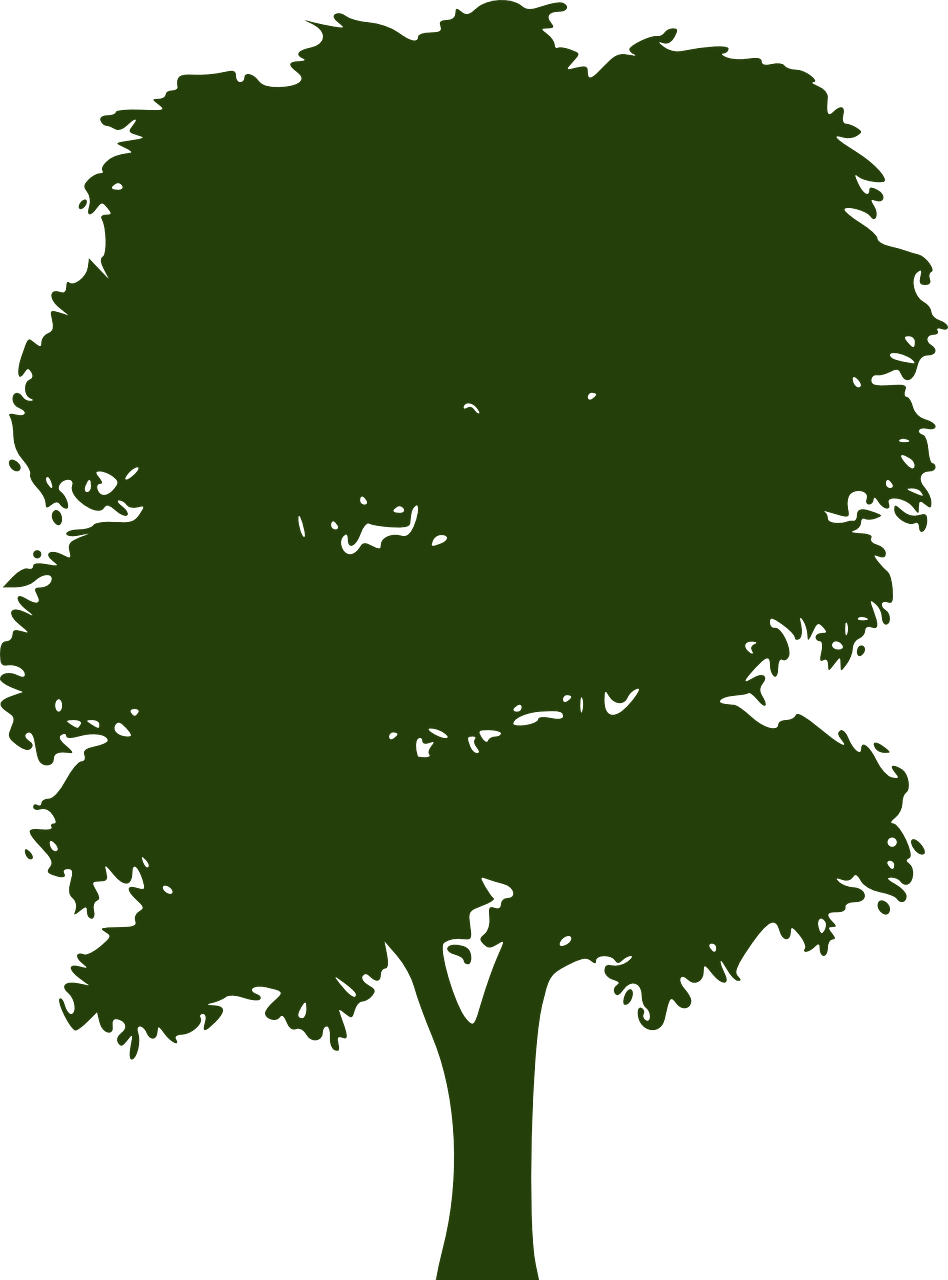  Tree  Canopy  Foliage Nature PNG  Picpng