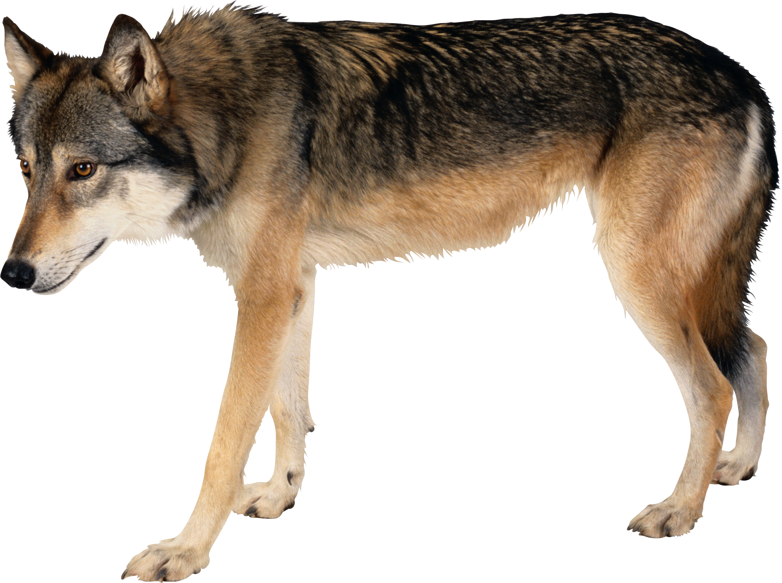 Wolf Illustration Png Picpng